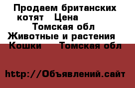 Продаем британских котят › Цена ­ 1 000 - Томская обл. Животные и растения » Кошки   . Томская обл.